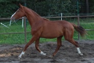 Bailador