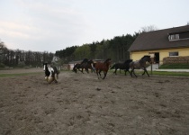 Řádění ve výběhu