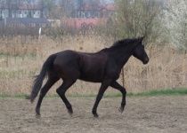Řádění ve výběhu