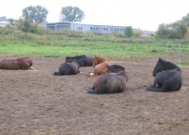 Řádění ve výběhu