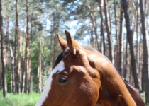 Rebeka