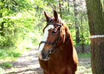 Rebeka